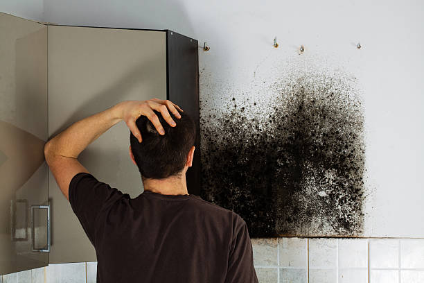 Best Residential Mold Remediation in Monroe, LA